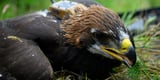 Sir David Attenborough names golden eagle chick hatched in Scotland