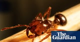 ‘Brisbane is getting a taste of it’: fire ants at New Farm shows invasive species is on the march – and an outbreak may follow