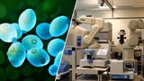 AI scientist autonomously generates and validates new biological discoveries