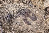 Dinosaur Fossils Unlock Clues to Cancer’s Ancient Origins