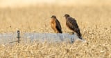 Conservationists ‘overjoyed’ at successful breeding by rare Montagu’s harriers