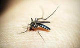 New monoclonal antibody shows promise against malaria infection in early clinical trial