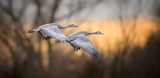 Climate change means an earlier spring, which can be disorienting and threatening for migrating birds