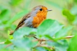 AI-altered birdwatching images put research at risk