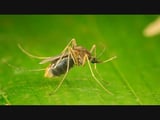 Mosquitoes Test Positive For West Nile Virus In Tewksbury