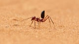 China builds desert ant-inspired chip to spot cancer, boost security