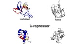 New class of protein misfolding simulated in high definition | Penn State University