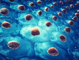 Mapping the metabolic journey of blood stem cells