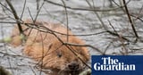 ‘A beaver blind date’: animals given freedom to repopulate Cornish rivers
