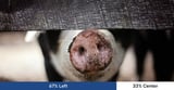 RSPCA launches review of farm animal welfare scheme