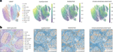 A multimodal, all-optical platform for linking cell identity to metabolic function in intact tissues