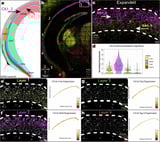 Hidden cellular layers revealed in brain's memory center