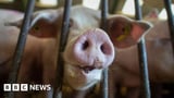 Farm welfare concerns leads to RSPCA Assured food label review