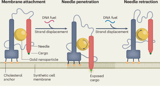 Programmed membrane breaching with nanosyringes unlocks control over biochemical responses in synthetic cells