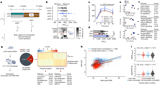 Epigenetic inheritance of diet-induced and sperm-borne mitochondrial RNAs