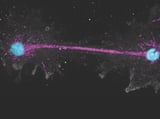 This 'fire amoeba' pushes the limit of what's possible for complex life