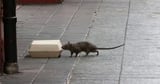 Rats and mice are the worst in these U.S. cities, new ranking finds