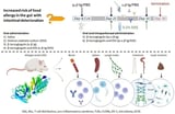 Enhanced Effect of β-Lactoglobulin Immunization in Mice with Mild Intestinal Deterioration Caused by Low-Dose Dextran Sulphate Sodium: A New Experimental Approach to Allergy Studies