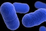 What is Listeria? Symptoms and causes of deadly bacteria linked to hospital ice cream deaths
