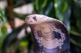 DNA analysis of Elapidae family of snakes shows they have an Asian origin, not African