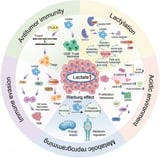 How Lactate Fuels Breast Cancer&mdash;and How to Stop It | Newswise