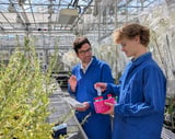 Scientists solve 200-year-old puzzle of how tobacco plants make nicotine