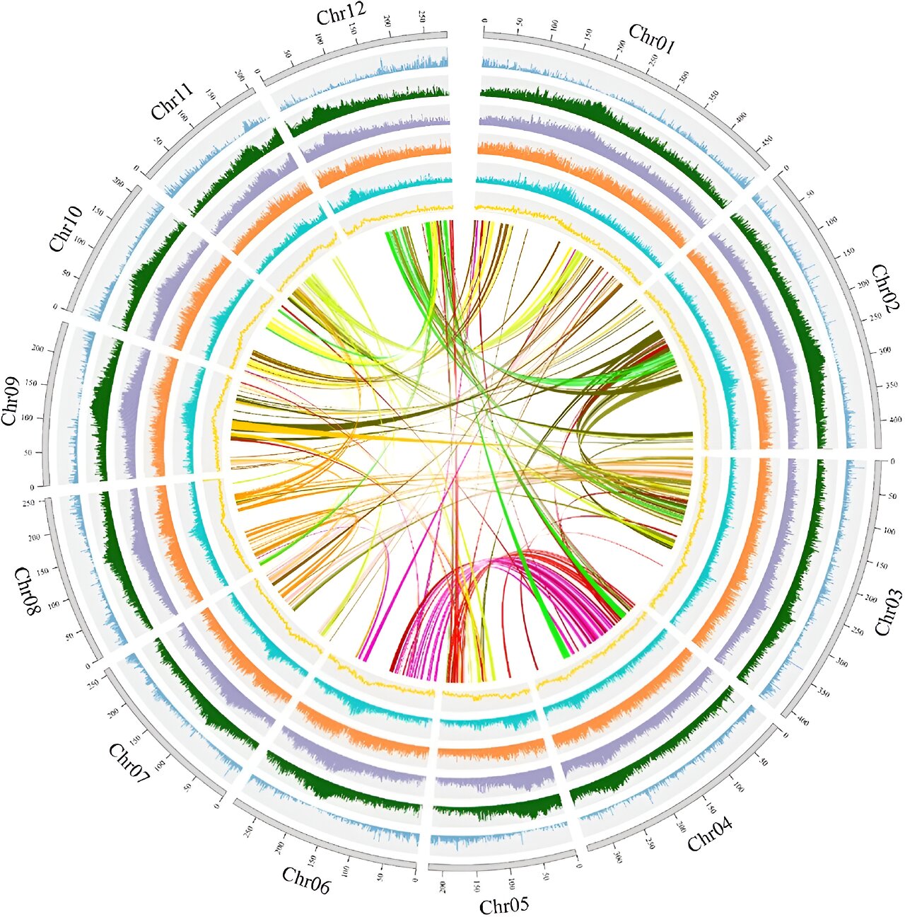 Decoding Atractylodes lancea: A genomic journey through adaptation and metabolism