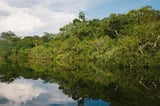 Heat-sensitive trees moving uphill due to rising temperatures, study finds