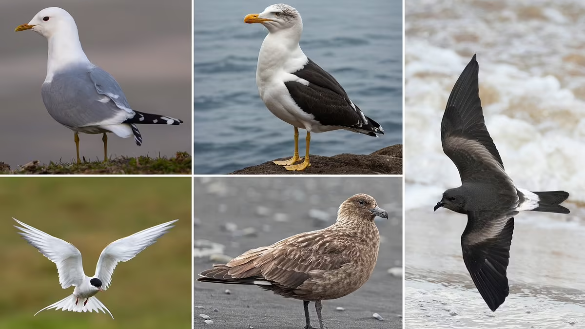 The British seabirds at risk of EXTINCTION: Five species are added to the UK's 'red list' - as...