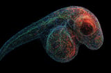 DNA Microscopy Creates 3D Maps of Life From the Inside Out