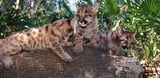 Poor genetic health threatens many species – but it’s fixable