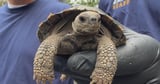 Philadelphia Zoo welcomes 9 more critically endangered Galápagos tortoises born to first-time parents