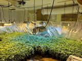 Several Maine properties allegedly used in multimillion-dollar illegal marijuana enterprise - NewsBreak