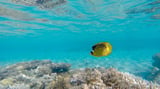 Climate Change Now Leading Threat To Imperiled Species, New Study Finds