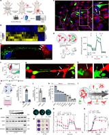 Nerve-to-cancer transfer of mitochondria during cancer metastasis