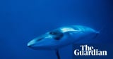 Deepest and most extensive whale graveyard discovered in Indian Ocean