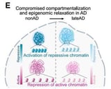 Alzheimer’s erodes brain cells’ control of gene expression, undermining function, cognition