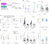 Promising results for COPD treatment: Researchers find form of vitamin B3 reduces lung inflammation