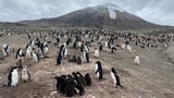 Inside the Collapse of Earth's Largest Penguin Colony