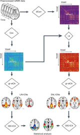 Researchers uncover new ways to identify signatures of mental disorders using fMRI scans