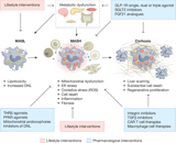 Current therapeutic landscape and future treatment perspectives of MASH