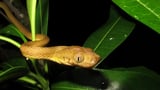 Hidden Genetic Diversity Found in Invasive Brown Tree Snakes Reveals Adaptability Despite Inbreeding -