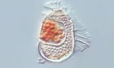 Scientists Stunned by Mysterious Organism That Defies the Line Between Living and Non-Living
