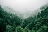 Offsetting fossil fuel reserves by planting trees is not a viable strategy, analysis finds