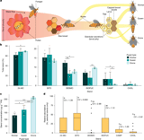 Engineered yeast provides rare but essential pollen sterols for honeybees