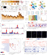Lifespan single-cell transcriptomic atlas of the human prefrontal cortex
