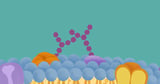 Secret Sugar Pairings Curb Abnormal Cell-growth Signals