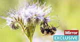 More than 1.6 million Brits call for pesticide ban to save bees from extinction