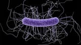 An mRNA vaccine protected mice against deadly intestinal C. difficile bacteria