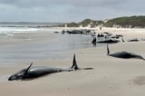 More than 150 false killer whales stranded on a beach in Australia's Tasmania state